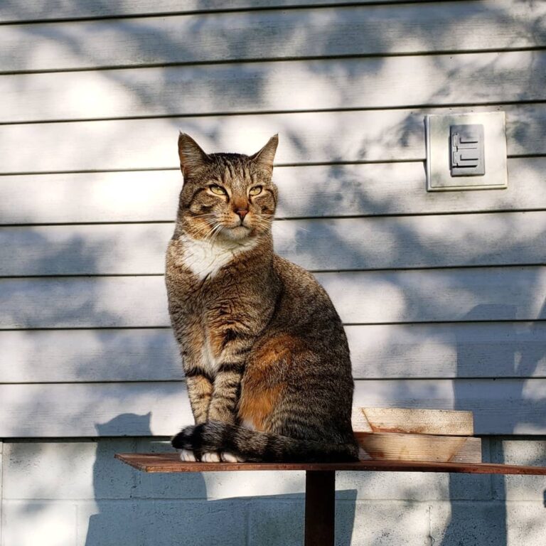 I’ll take handsome, lovable tigers for 1000 Alex