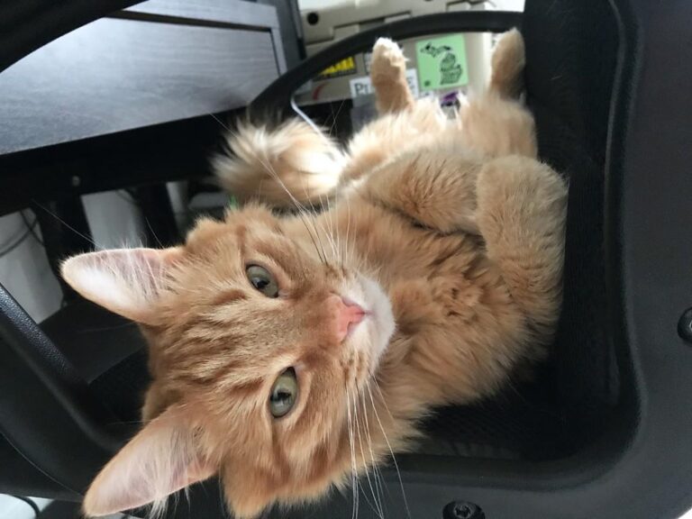 Kick your feet up and relax because it’s officially Caturday . . . . .