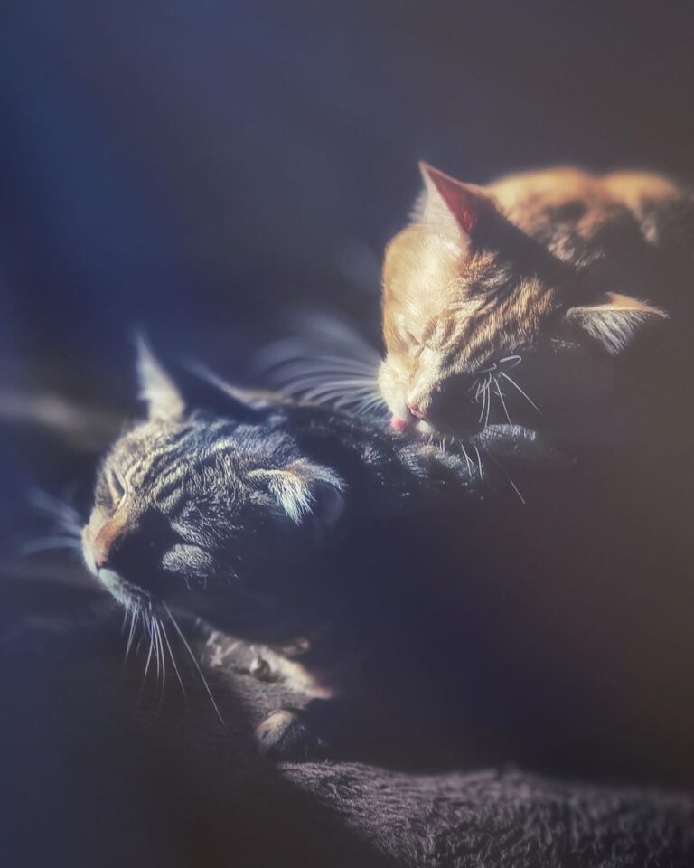 Kitty Love ⠀⠀⠀⠀⠀⠀⠀⠀⠀⠀⠀⠀⠀⠀⠀⠀⠀⠀⠀⠀⠀⠀⠀⠀ My Minx & Meowzer. Isn’t floofy