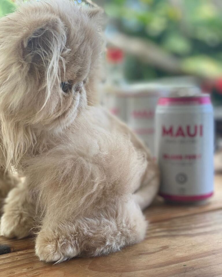 Looking like a stuffed animal and checking out that dragonfruit