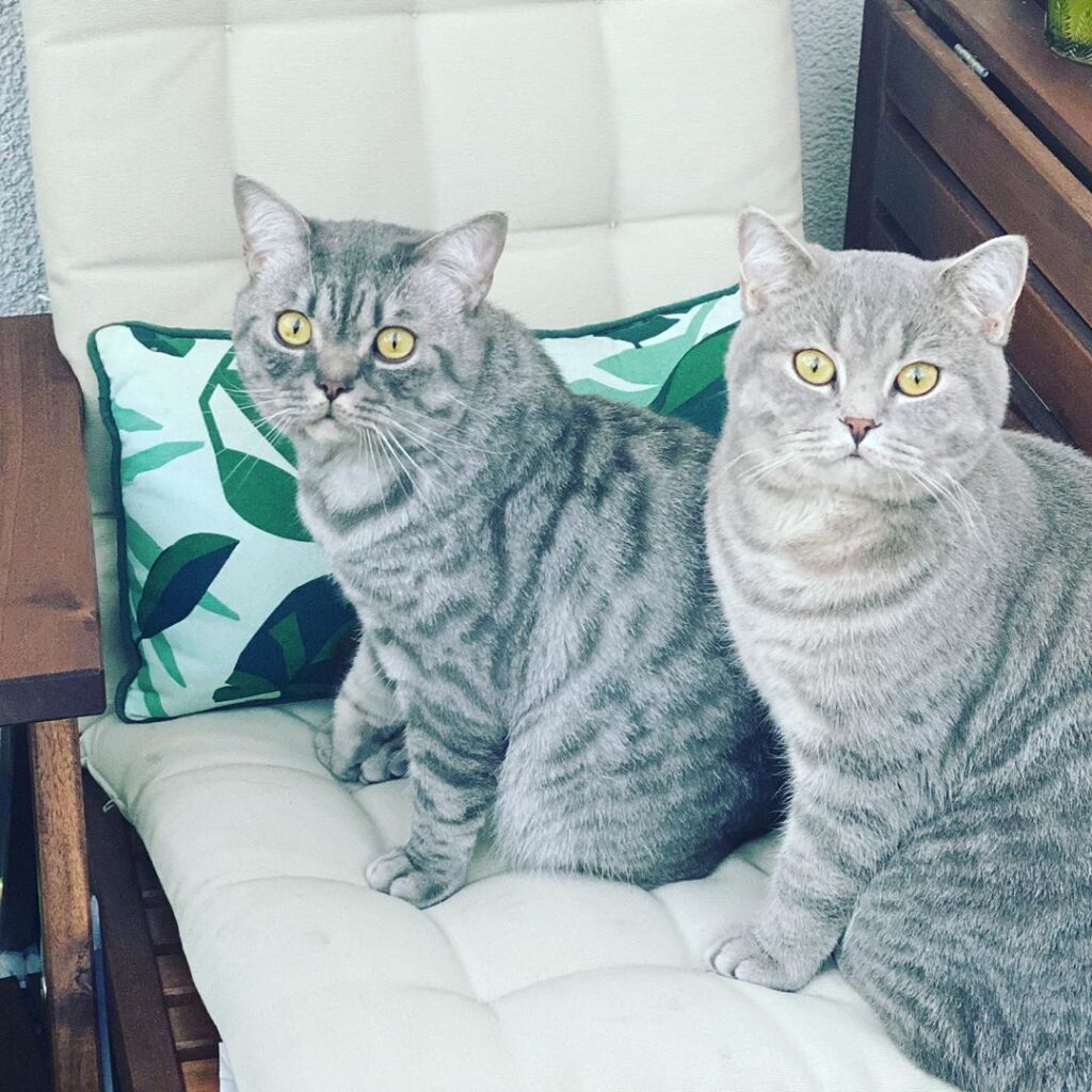 Love my Babys
