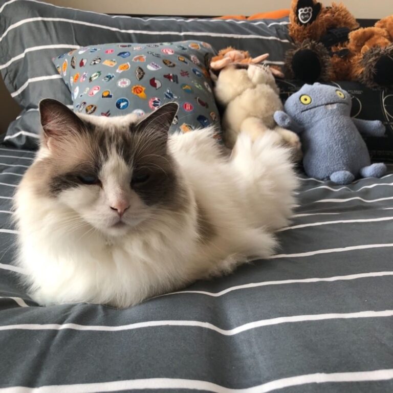 Loving my new bed! Sometimes I let my human sleep in it too