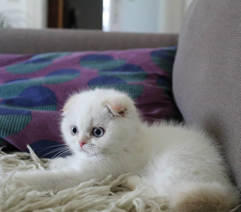 Me being cute on the sofa.