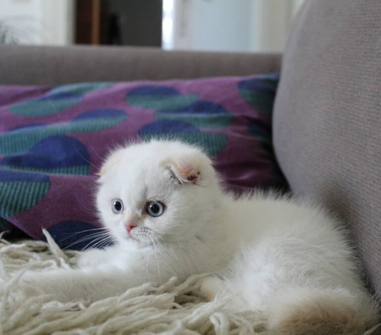 Me being cute on the sofa.