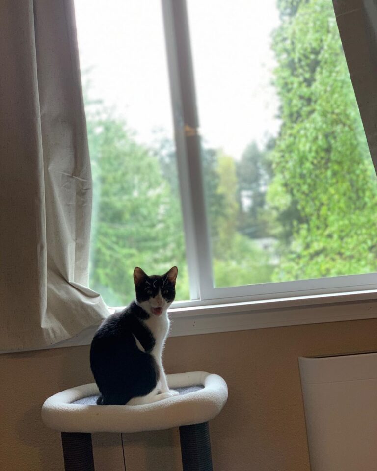 Meowm!!!!! What is this clear stuff falling from the sky? Please open