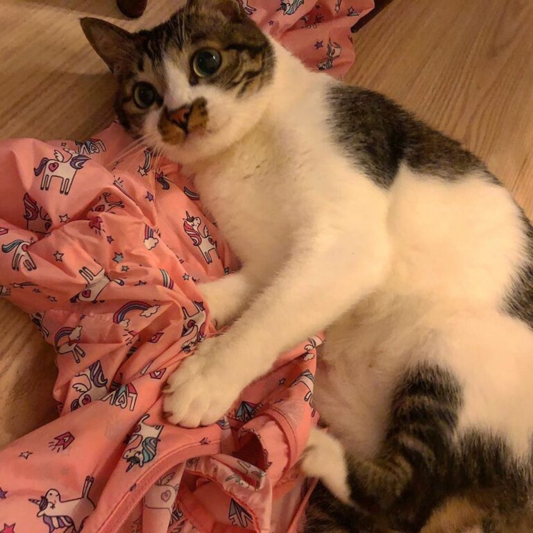 Meowmy…. I didn’t…. oh… I know the jacket is not mine…… . . .
