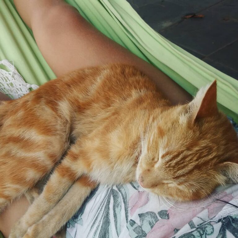 Meu bb ama ficar na rede com a mamãe