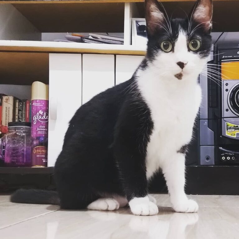 Miau… Eu sou a Sophia, aproveita uma das minha belas fotos por que