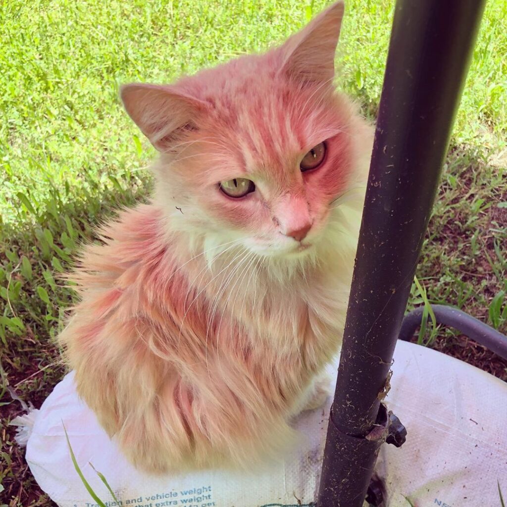 Moderator of outdoor Zoom meetings