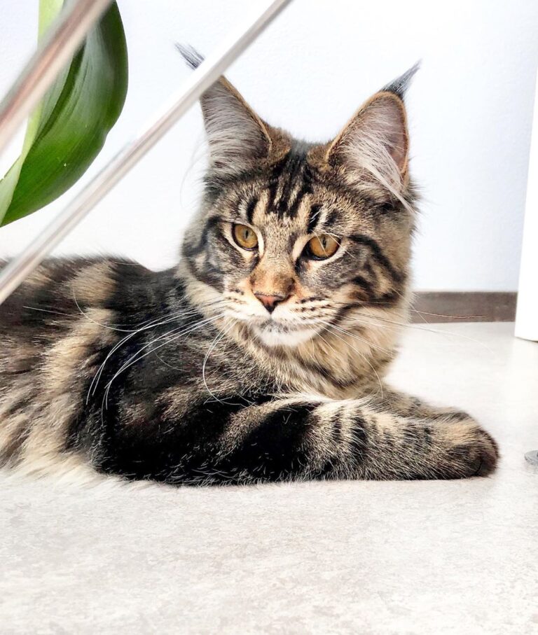 My face when meowmy just works all the time… Happy caturday