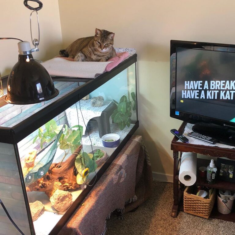 My mom set up a TV for the lizard! How spoiled can you get??!!!