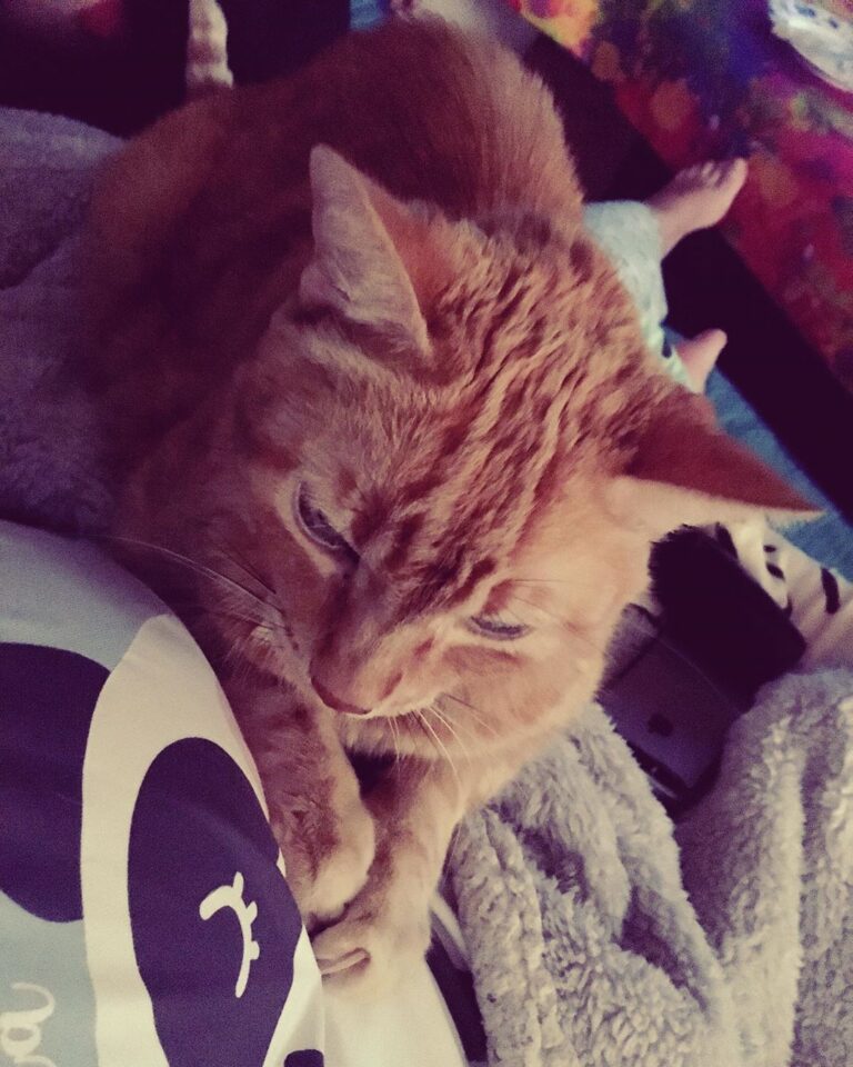 Neo, the pandemic cat . . . . . . . . . . . . . . . . . . . #