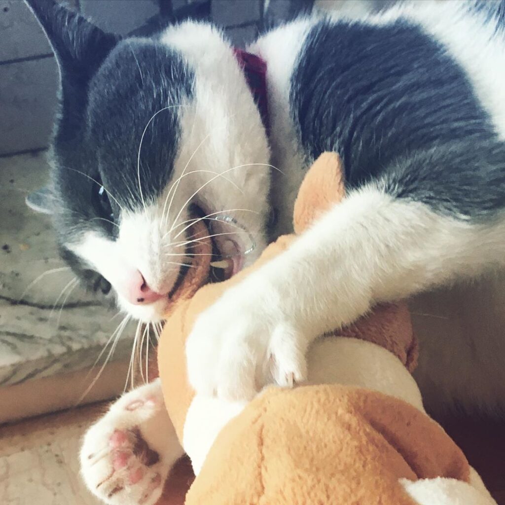 Non si possiede mai un gatto. Semmai si è ammessi alla sua vita, il