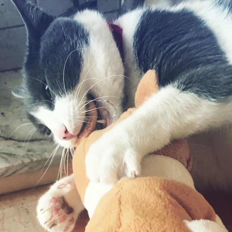 Non si possiede mai un gatto. Semmai si è ammessi alla sua vita, il