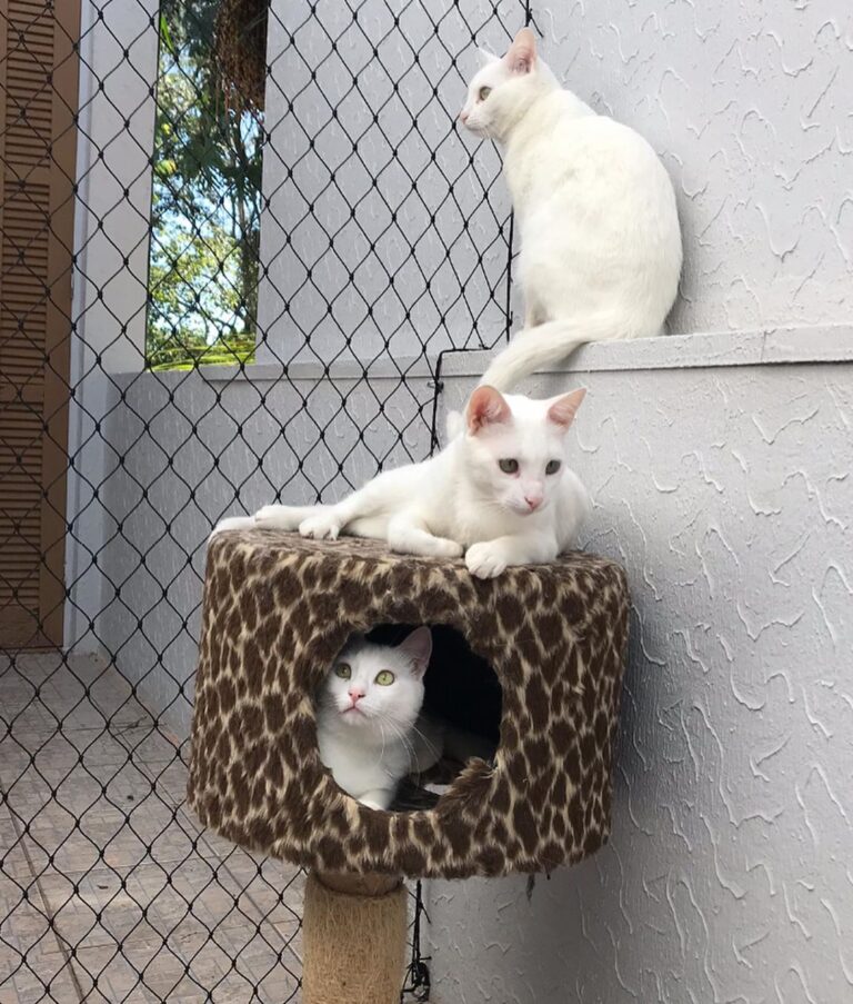 Nossos 3 branquinhos. Todos da rua, nenhum da mesma mãezinha,