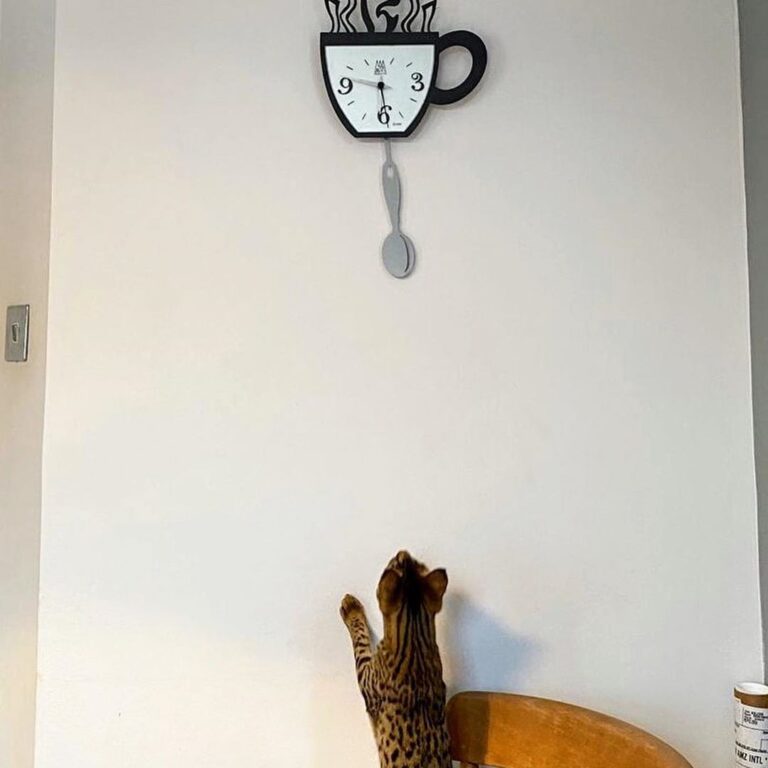 One of our kittens creating havoc in her new home!!! Please like us