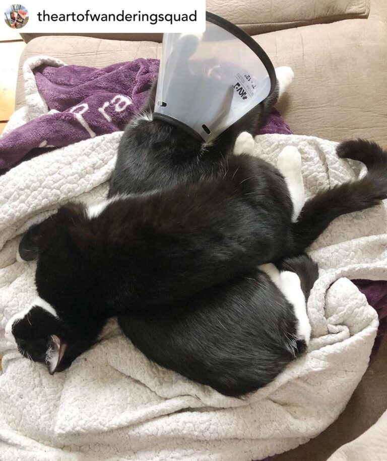 Posted • We have two new cats!! • A couple week ago, a woman