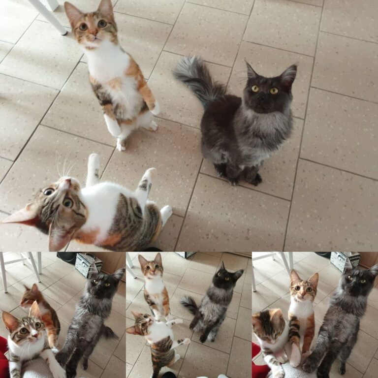 Quand on grignote un truc dans le canapé . . . #мейнкун #ねこ #猫 #こねこ
