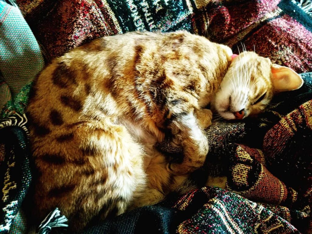 Recharge your batteries this . The colors match my fur . . .