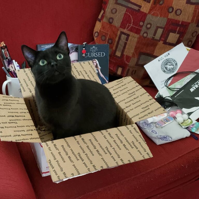 Reminding my human that when book mail arrives, we may share the