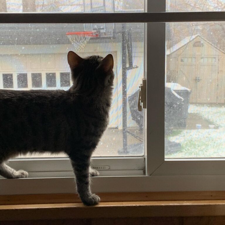 Rylee says it was snowing yesterday… to me it looked like the sky