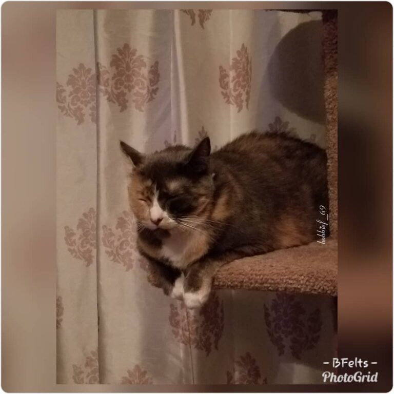 Sephira getting cozy for the nite