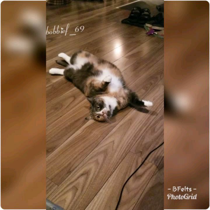 Is such a weird cat she plays dead a lot
