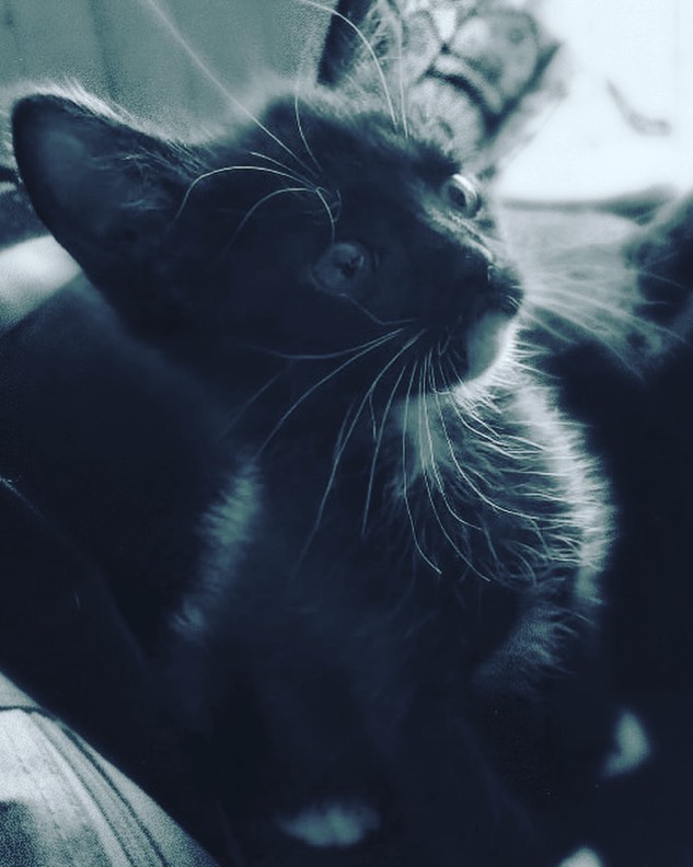 Siempre gata chica • • • • • • • • • • • • • • • • • • • • • • • • •