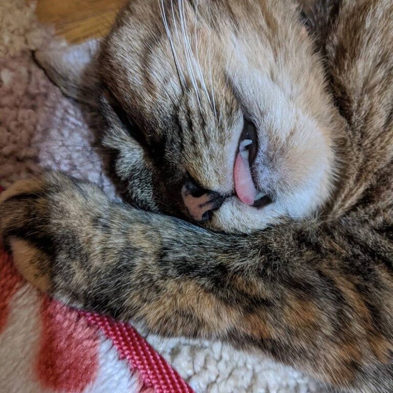 Sleepy time Featuring DM us to get featured