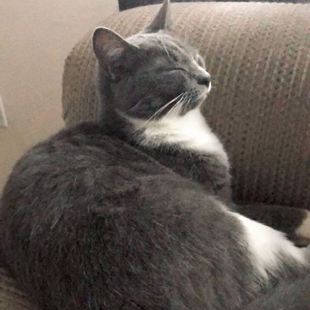 Snoozing Saturday. Doesn’t matter how or where if you’re sleepy. •