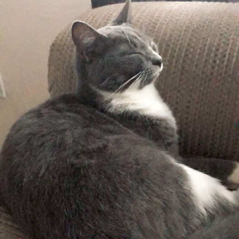 Snoozing Saturday. Doesn’t matter how or where if you’re sleepy. •