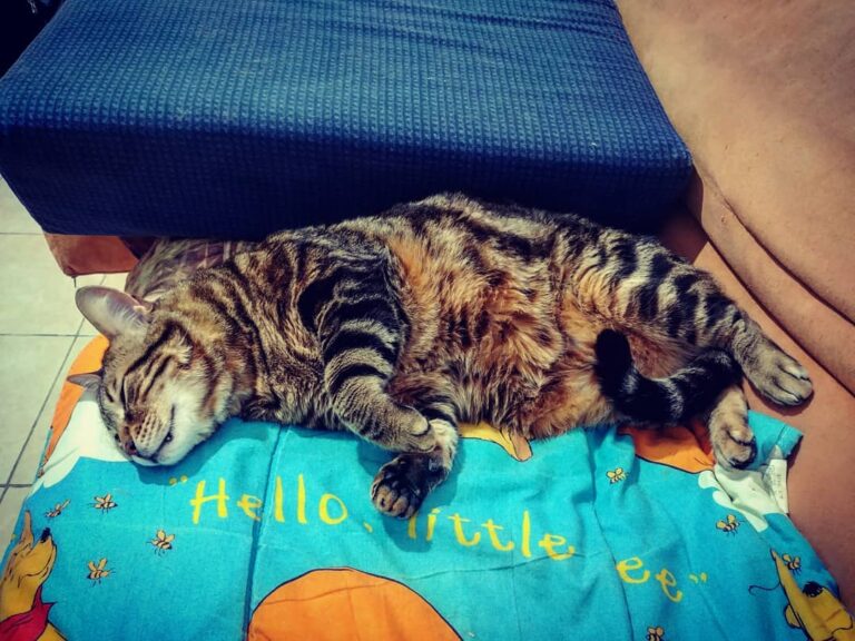 Soft kitty Sleepy kitty Little ball of furr Itty kitty Bitty kitty