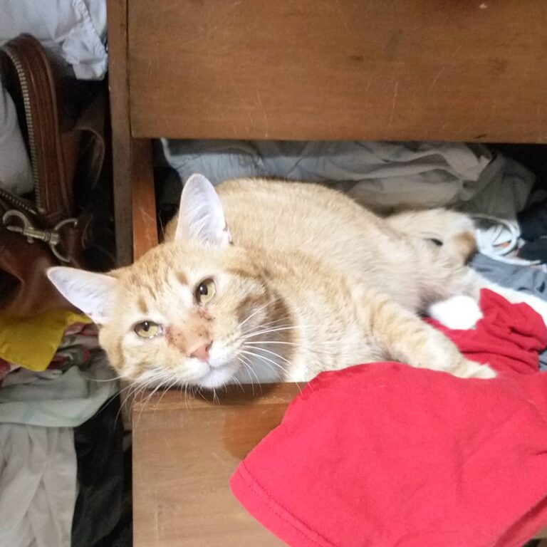 Sorry human, I like your cloth .