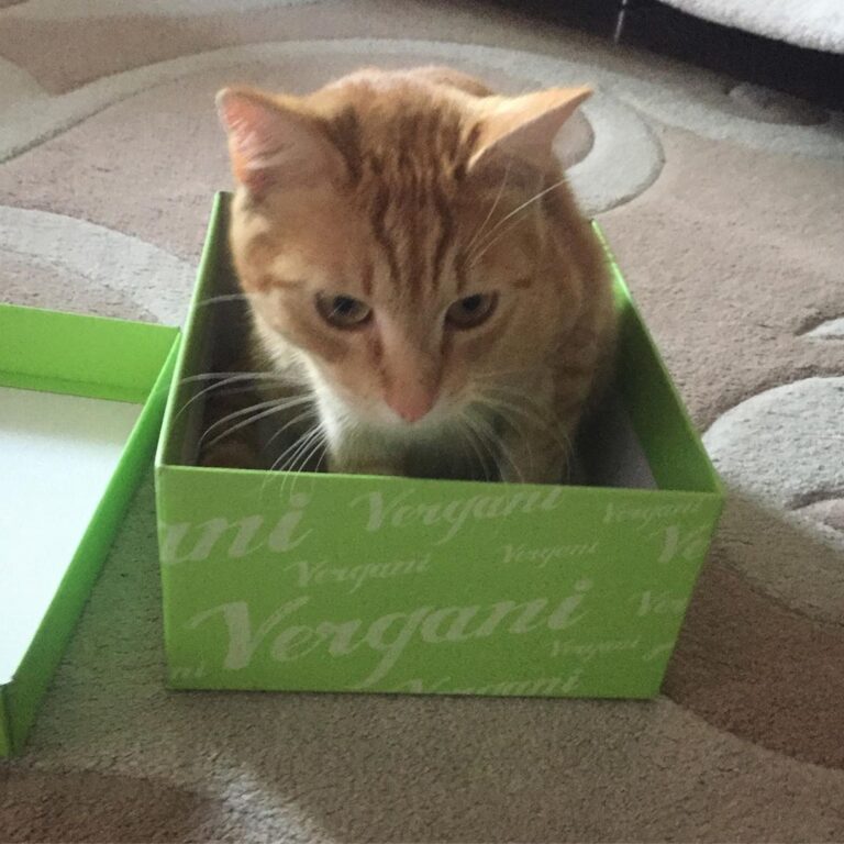 The cat is in the box