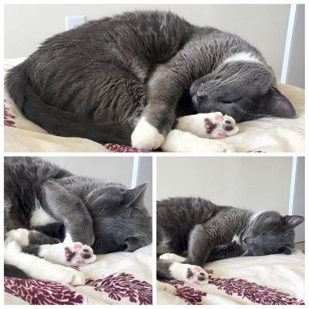 The many stages of sleep. from a catnapping George Michael.