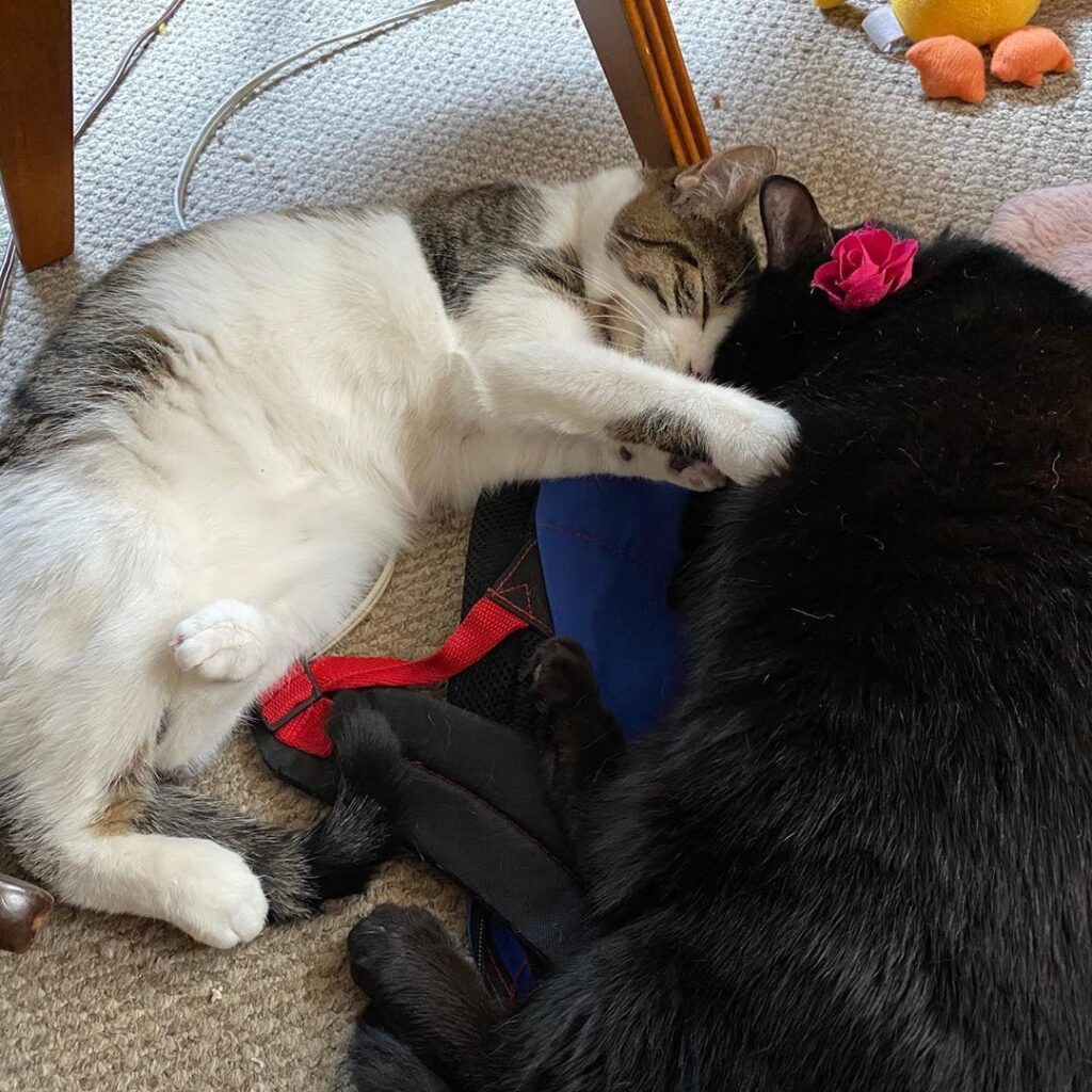 The sisters cuddling .. a quiet moment!!