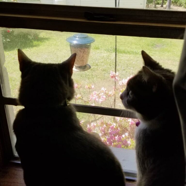 They love bird watching! Haha I’m so glad that we bought that bird