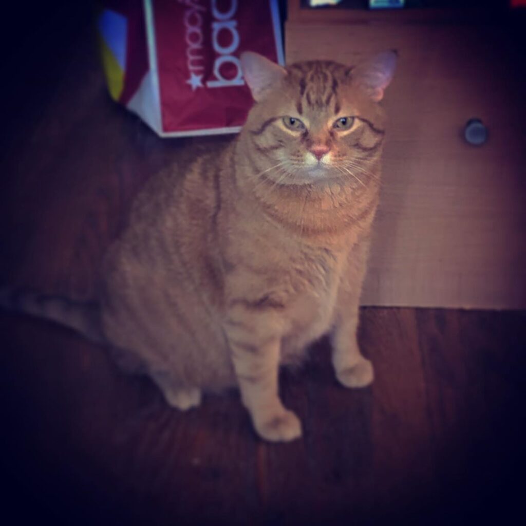 This is Goose who lives up to his namesake the we have to keep him