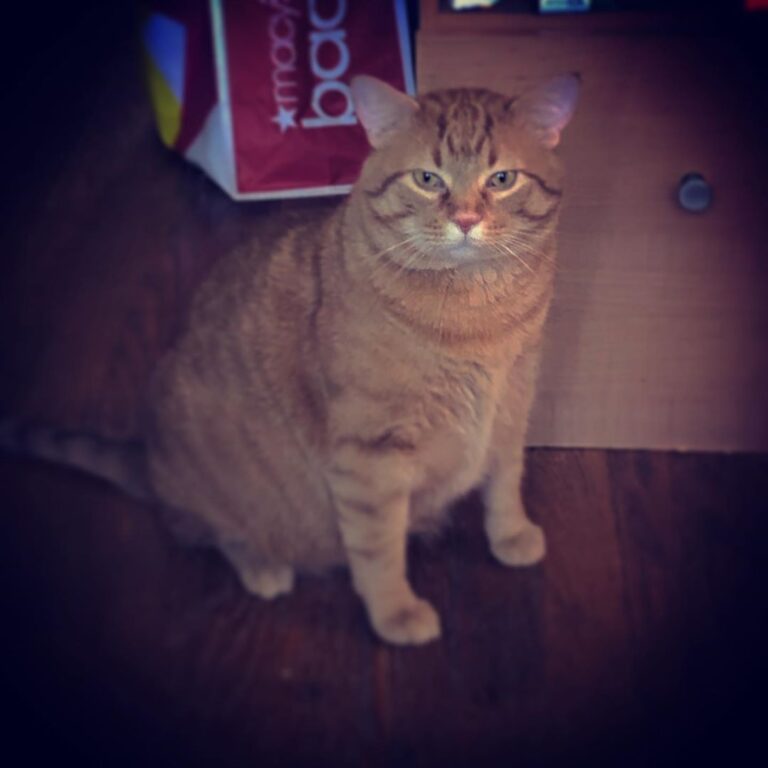 This is Goose who lives up to his namesake the we have to keep him