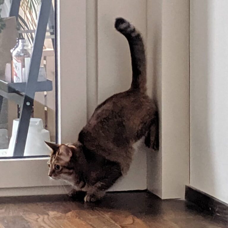 This is what I call, a jump start 米米 #貓 #貓仔 #貓女 #猫 #子猫 #貓咪 #貓貓