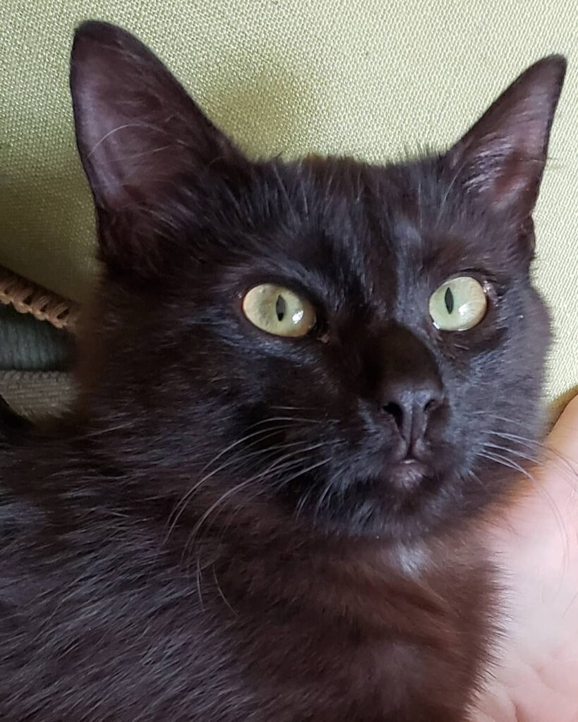 This new baby girl is a sweet little gremlin.