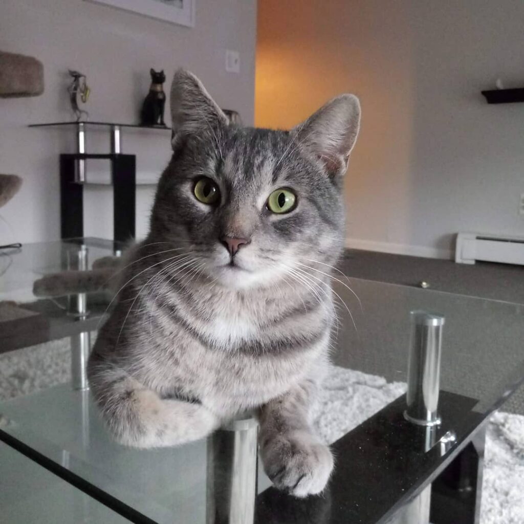 Cute Cat Moment