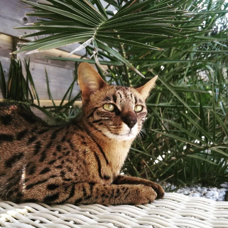 Today I spend the day in luxury Cat resort, the small lazy tiger in