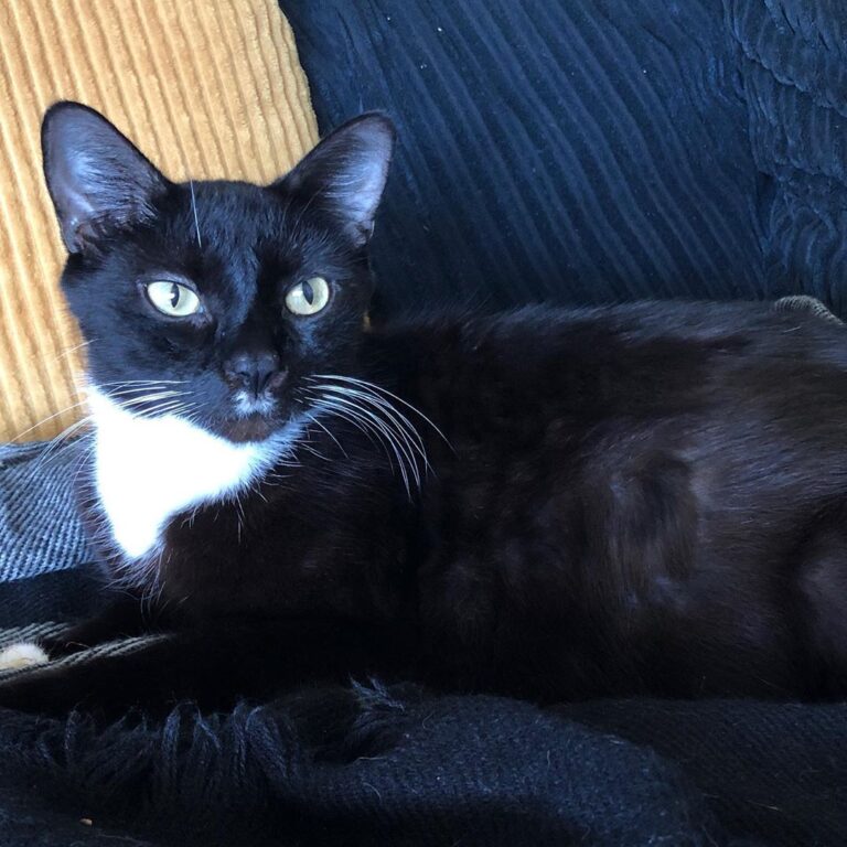 Today we said goodbye to my handsome boy Dean of Over the last 2 days