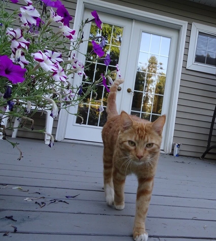 Trying to look tough next to some petunias.