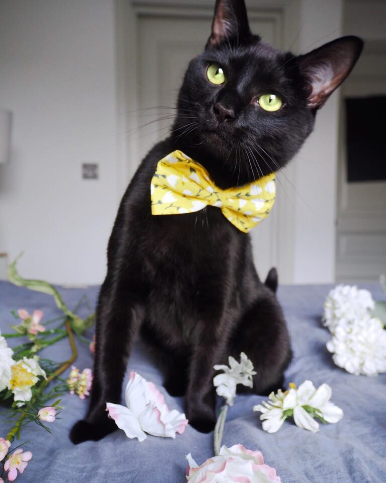 [Vader] You can call me Casanova Hope all you beautiful ladies (and