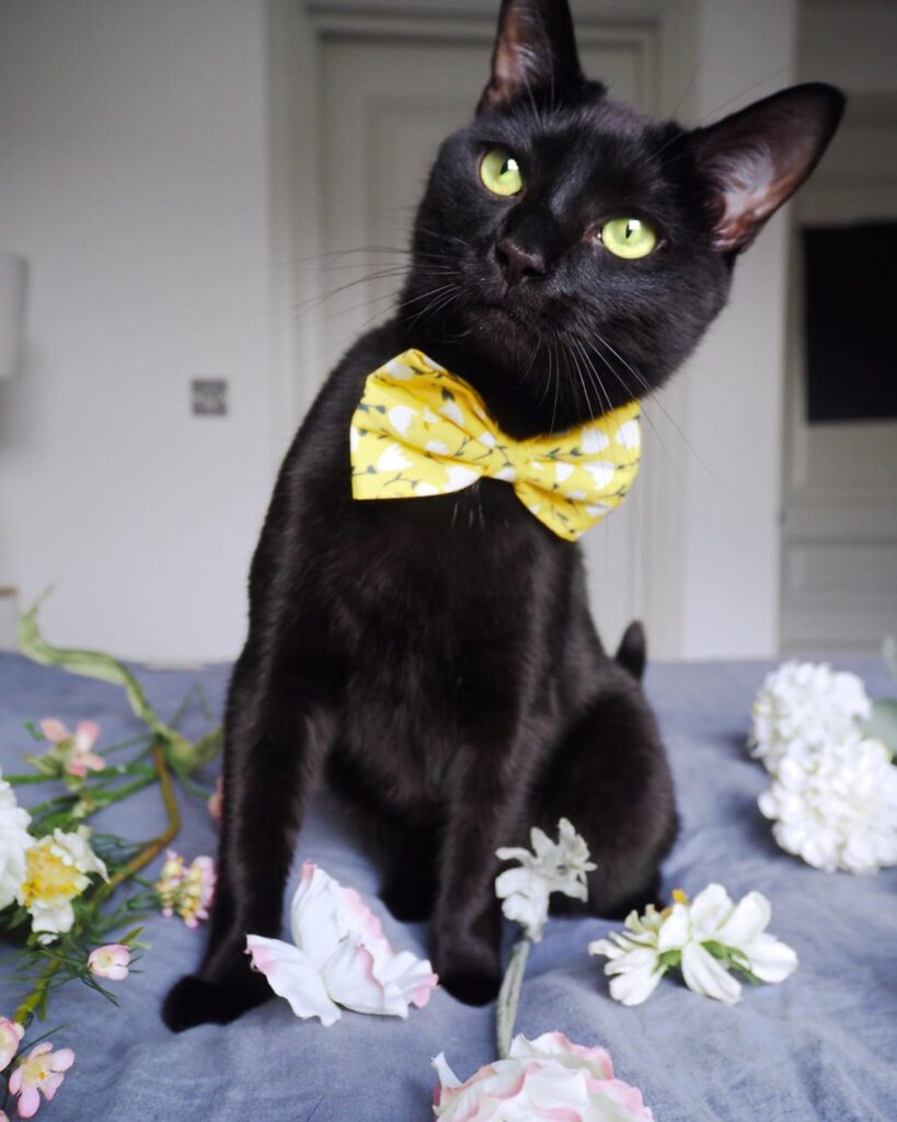 [Vader] You can call me Casanova Hope all you beautiful ladies (and