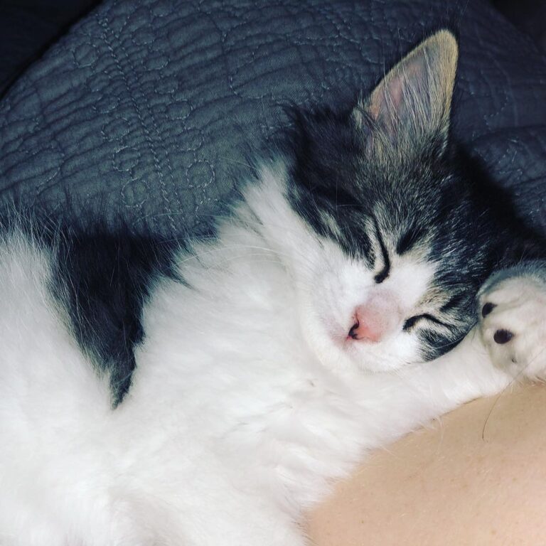 When you find that perfect sleeping pose.