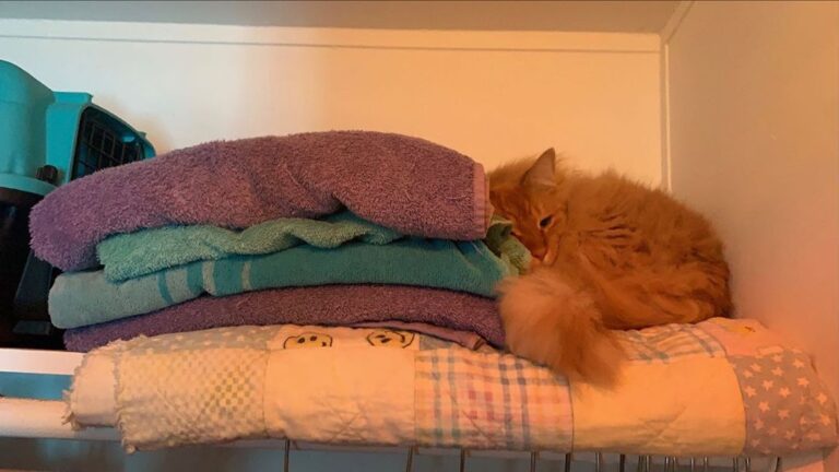 When your cat goes missing then you find him cozied you in the closet