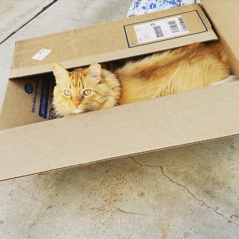 Who needs a fancy cat bed when you use ?! . . . . .
